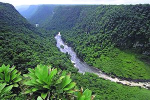 guyana-rainforest